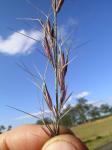 : - Aristida acuta