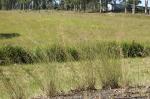: - Aristida vagans