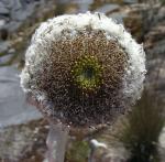 : - Senecio canescens