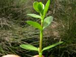 Kleines Fettblatt - Bacopa monnieri