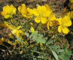 : - Senna candolleana