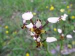 : - Diuris pardina