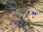 : - Eryngium ovinum