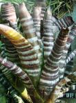 : - Aechmea chantinii