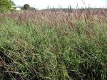Fettgras - Melinis minutiflora