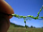 : - Ottochloa gracillima