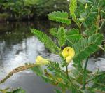:-Aeschynomene fluitans