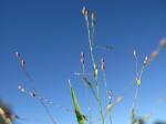 : - Panicum millegrana