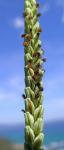 Kodahirse - Paspalum scrobiculatum