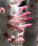 Cleistocactus strausii - Cleistocactus straussii