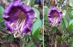 Glockenrebe - Cobaea scandens
