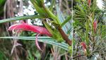 : - Columnea linearis