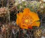 : - Cumulopuntia sphaerica