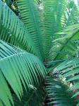 : - Dioon spinulosum