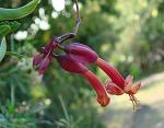: - Dolichandra cynanchoides