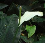 : - Anthurium bonplandii subsp. guayanum