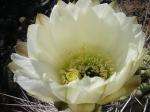 : - Echinopsis chiloensis