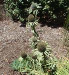 :-Eryngium alternatum