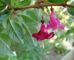 : - Fuchsia encliandra
