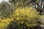 : - Acacia rhigiophylla