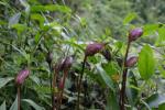 Indischer Sommerwurz - Aeginetia indica