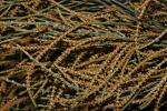 : - Allocasuarina distyla
