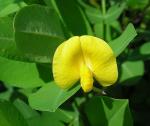 : - Arachis pintoi