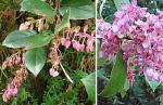 : - Gaultheria erecta