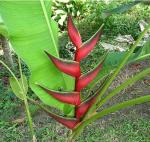 : - Heliconia ortotricha