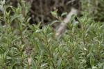 : - Atriplex paludosa
