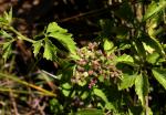 : - Cayratia clematidea