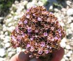 : - Lennoa madreporoides