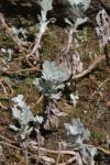 Silber-Wermut - Artemisia stelleriana