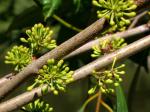 :-Eucalyptus elata