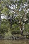 :-Eucalyptus pilularis