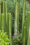 Euphorbia canariensis f. viridis - Euphorbia canariensis
