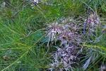 : - Hakea bakeriana