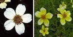 Goldener Zweizahn - Bidens aurea