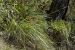 : - Lepidosperma elatius