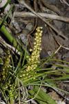 : - Lomandra filiformis