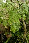 Meerrettichbaum - Moringa oleifera