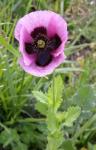 Schlafmohn - Papaver somniferum