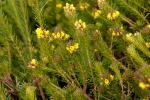 : - Phyllota phylicoides