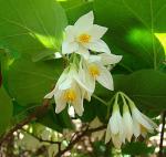 : - Lycianthes ciliolata