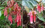 : - Macleania rupestris