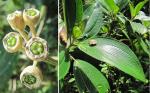 : - Meriania phlomoides