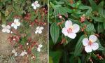 : - Monochaetum floribundum