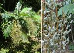 : - Bocconia frutescens