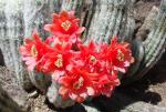 : - Oreocereus doelzianus