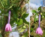 : - Passiflora cumbalensis